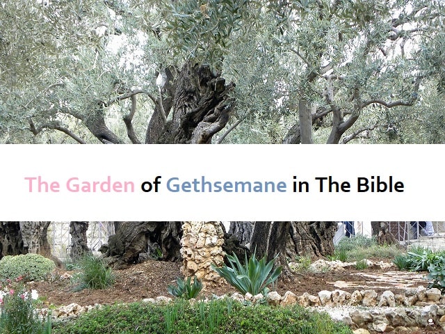 The Garden of Gethsemane in The Bible