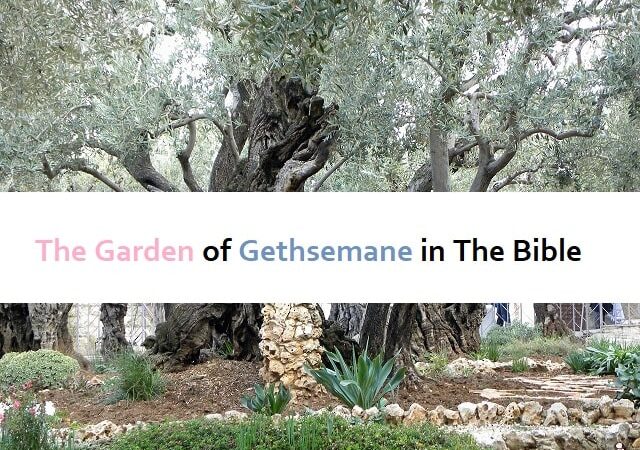 The Garden of Gethsemane in The Bible